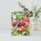 Cherry plum postkarte (Stehend Vorderseite)
