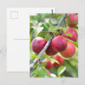 Cherry plum postkarte (Vorne/Hinten)