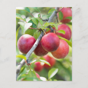 Cherry plum postkarte