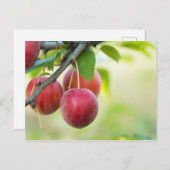 Cherry plum postkarte (Vorne/Hinten)