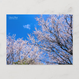 Cherry Plum [Postkarte] Postkarte