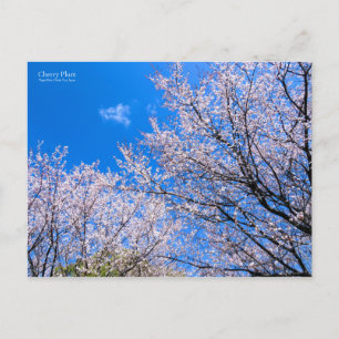 Cherry Plum [Postkarte] Postkarte