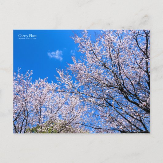 Cherry Plum [Postkarte] Postkarte (Vorderseite)