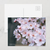 Cherry Plum:Postkarte Postkarte (Vorne/Hinten)