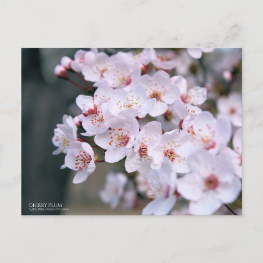 Cherry Plum:Postkarte Postkarte (Vorderseite)