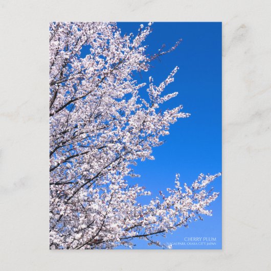 Cherry Plum:Postkarte Postkarte (Vorderseite)