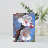 Cherry Plum [Postkarte] Postkarte (Stehend Vorderseite)