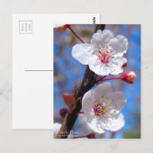 Cherry Plum [Postkarte] Postkarte (Vorne/Hinten)