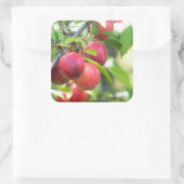 Cherry plum quadratischer aufkleber (Tasche)