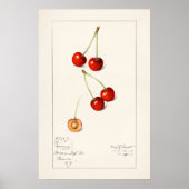 Cherry Poster (Vorne)