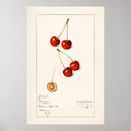 Cherry Poster