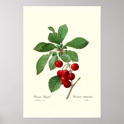 Cherry Poster (Vorne)