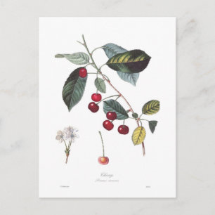Cherry (Prunus cerasus) Postkarte