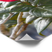 Cherry Red Camellia Blume und Bud Poster (Ecke)
