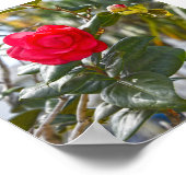 Cherry Red Camellia Blume und Bud Poster (Ecke)