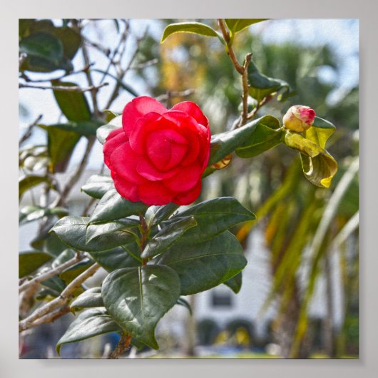 Cherry Red Camellia Blume und Bud Poster (Vorne)