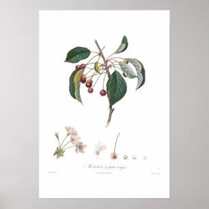 Cherry, Red Cherry Poster