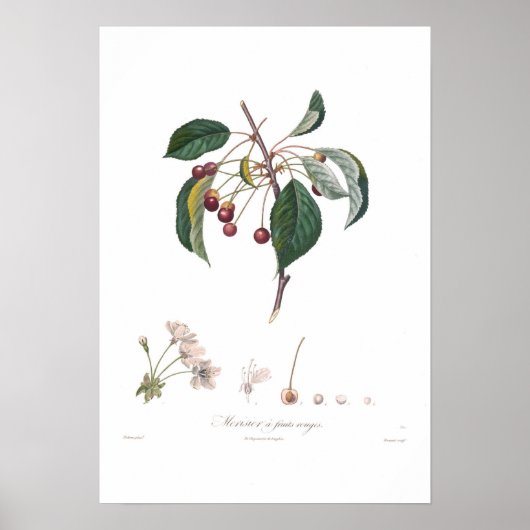 Cherry, Red Cherry Poster (Vorne)