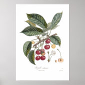 Cherry, Royale Poster (Vorne)