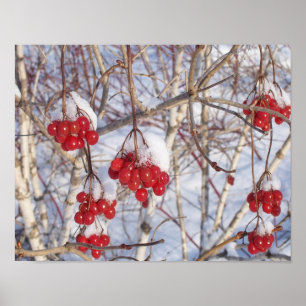 Cherry Snow Cones Poster