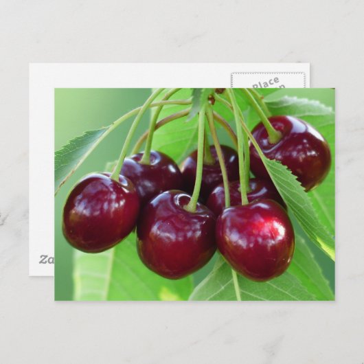 Cherry-Strauß Postkarte (Vorne/Hinten)