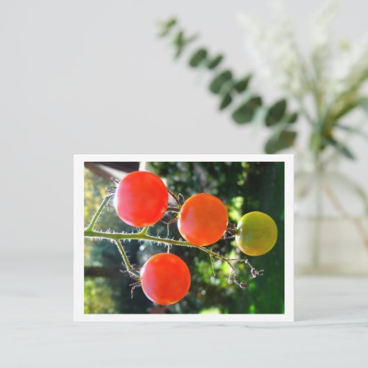 Cherry Tomato Postcard Postkarte (Stehend Vorderseite)
