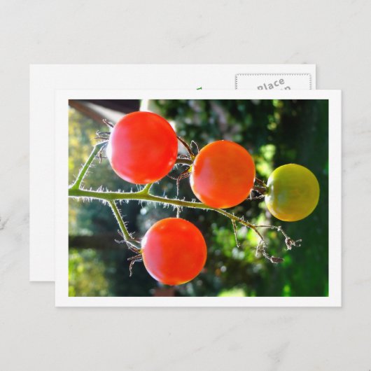 Cherry Tomato Postcard Postkarte (Vorne/Hinten)