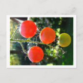 Cherry Tomato Postcard Postkarte (Vorderseite)