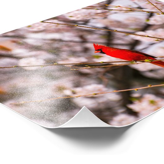Cherry Tree Bird Fotodruck (Ecke)