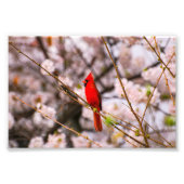 Cherry Tree Bird Fotodruck (Vorne)