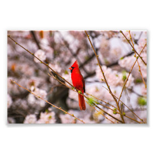 Cherry Tree Bird Fotodruck