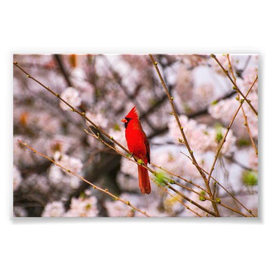 Cherry Tree Bird Fotodruck (Vorne)
