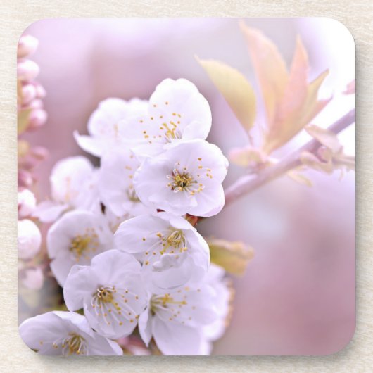 Cherry Tree Blüten Getränkeuntersetzer (Vorderseite)