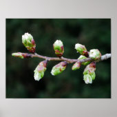 Cherry Tree Buds Poster (Vorne)