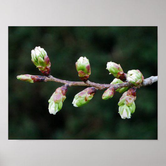 Cherry Tree Buds Poster (Vorne)