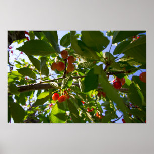Cherry Tree, Michigan Poster