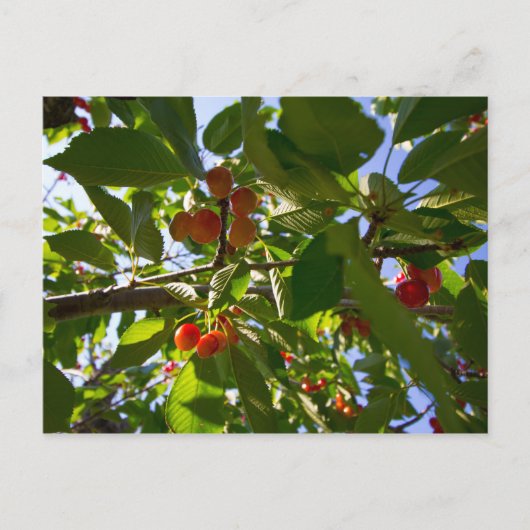 Cherry Tree, Michigan Postkarte (Vorderseite)