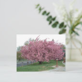 Cherry Tree Postcard Postkarte (Stehend Vorderseite)
