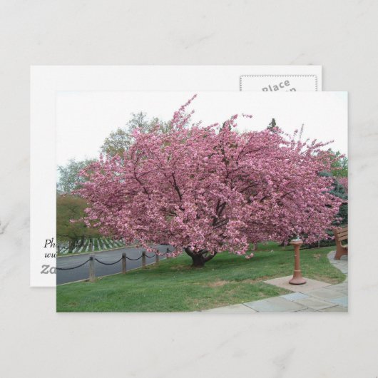 Cherry Tree Postcard Postkarte (Vorne/Hinten)