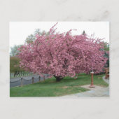 Cherry Tree Postcard Postkarte (Vorderseite)