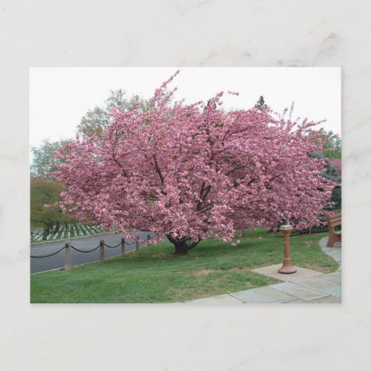 Cherry Tree Postcard Postkarte (Vorderseite)