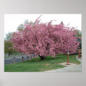 Cherry Tree Poster (Vorne)