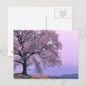 Cherry Tree Postkarte (Vorne/Hinten)
