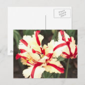 Cherry Vanille! Postkarte (Vorne/Hinten)