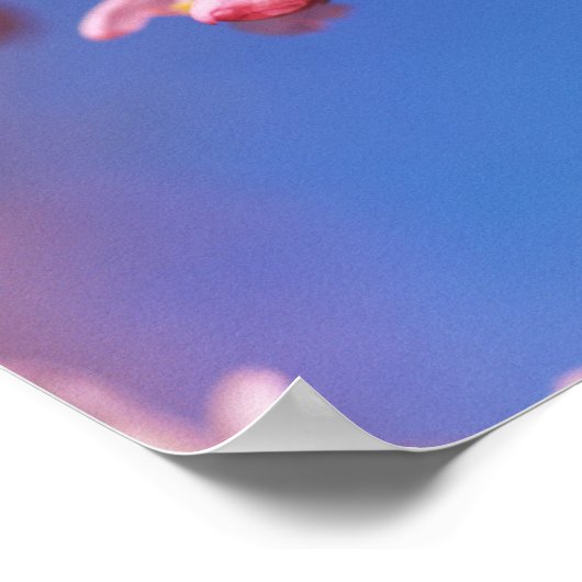 Cherryblossom Poster (Ecke)