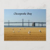 Chesapeake Bay Bridge Postkarte (Vorderseite)