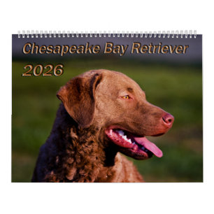 Chesapeake Bay Retriever 2026 Kalender