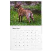 Chesapeake Bay Retriever 2026 Kalender (Mär 2027)