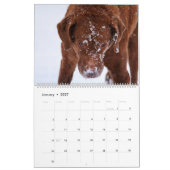 Chesapeake Bay Retriever 2026 Kalender (Jan 2027)