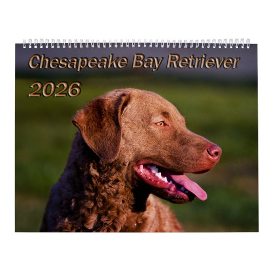 Chesapeake Bay Retriever 2026 Kalender (Titelbild)